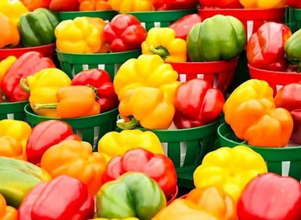 قیمت فلفل دلمه ای رنگی صادراتی + مشخصات بسته بندی عمده و ارزان