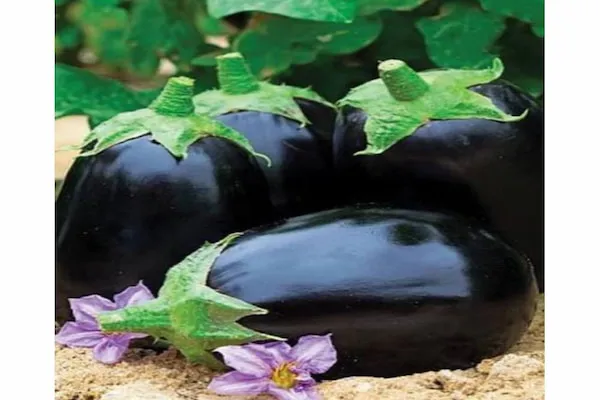 بهترین بادمجان دلمه ای شیرین + قیمت خرید عالی