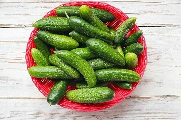 خرید خیار محلی مازندران + بهترین قیمت